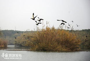 常熟味道 难忘沙家浜小镇上的四妹爊鸡味 图